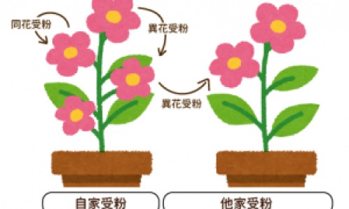 农村打麦子的工具叫什么-麦子打桩的功效与作用图片专区_麦子打桩的功效与作用是什么专区_麦子打桩的功效与作用网
