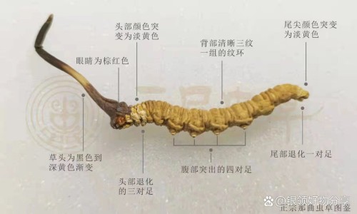 麦子打桩的功效与作用图片专区_麦子打桩的功效与作用是什么专区_麦子打桩的功效与作用网