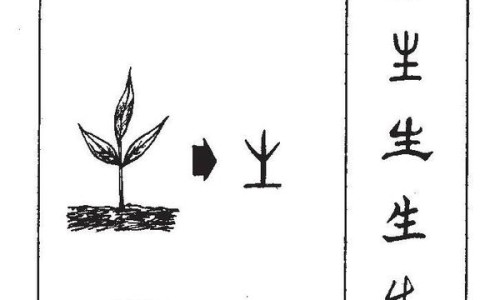 麦子打桩的功效与作用及禁忌-麦子打桩的功效与作用图片专区_麦子打桩的功效与作用是什么专区_麦子打桩的功效与作用网
