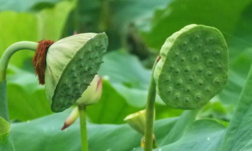 麦子打场视频-麦子打桩的功效与作用图片专区_麦子打桩的功效与作用是什么专区_麦子打桩的功效与作用网